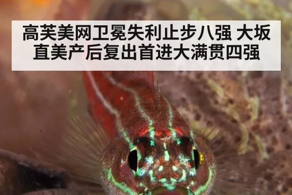高芙美网卫冕失利止步八强 大坂直美产后复出首进大满贯四强